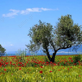 Θέα 