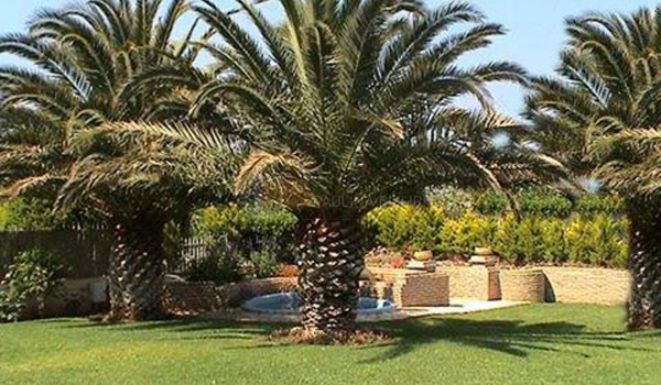 Κήπος - Garden