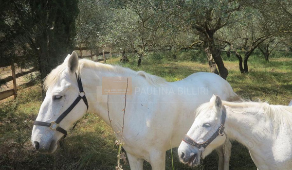 Άλογα στο κτήμα - Horses 
