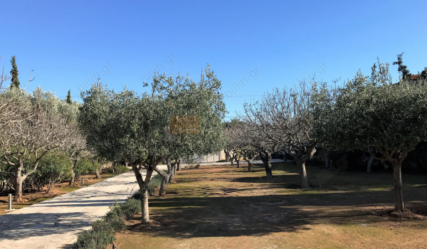 Κήπος - Garden