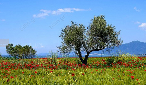 Θέα 